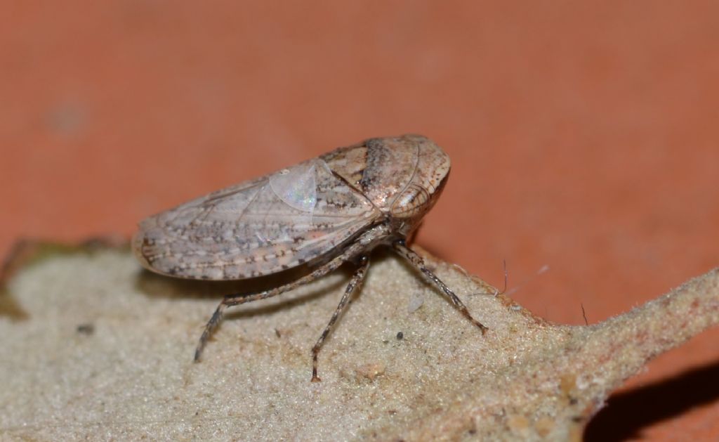 Cicadellidae: Selenocephalus cfr. obsoletus  da confermare